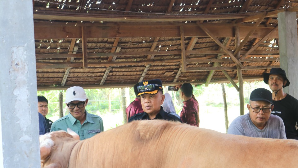 Bupati Asmar Tinjau Sapi Kurban Bantuan Presiden RI Seberat 903 Kg