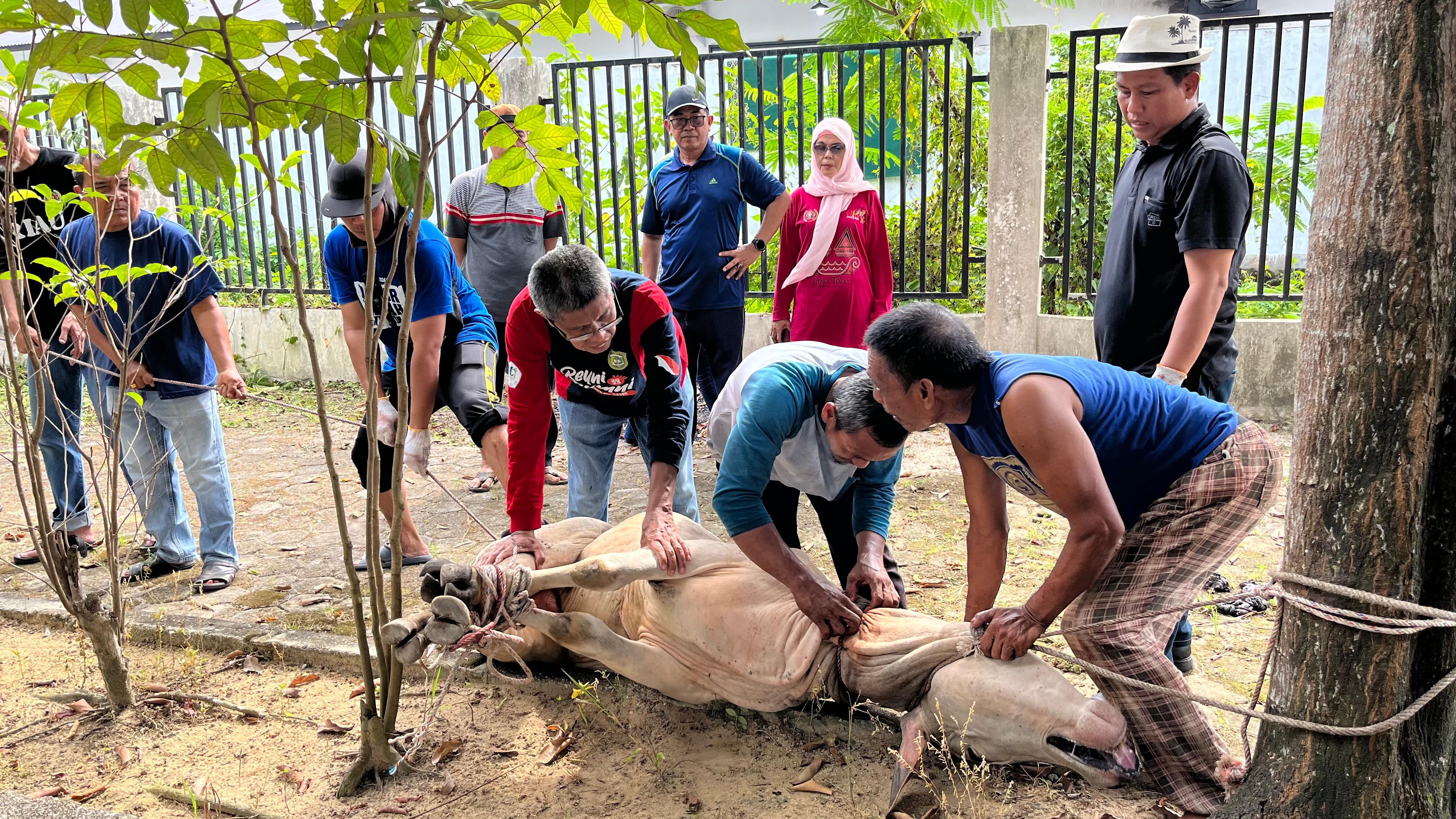 PWI Riau Tebar Berkah Iduladha Lewat Enam Sapi dan Satu Kambing Kurban