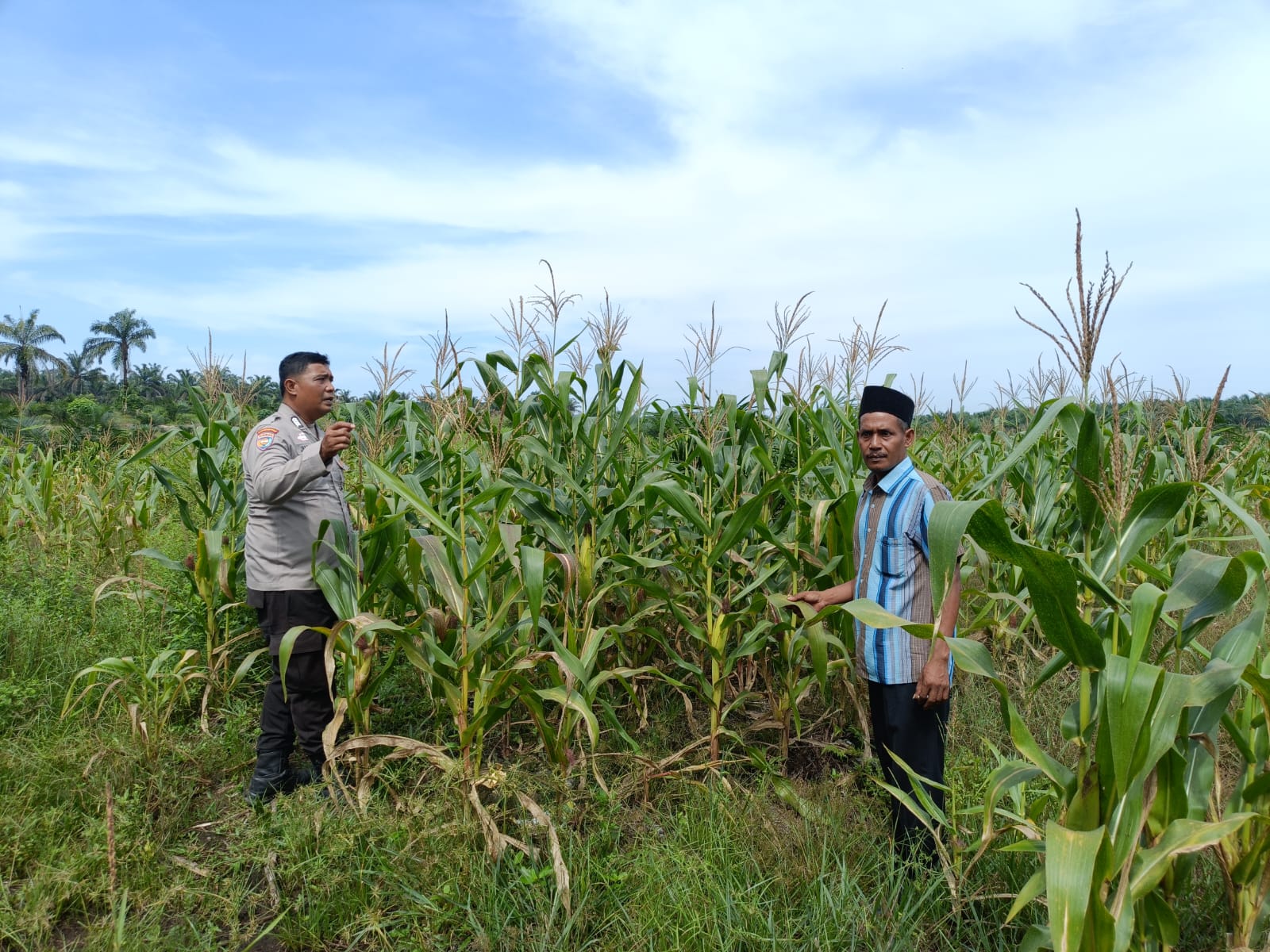 Polisi dan Petani di Kandis Bersinergi Jaga Ketahanan Pangan Lewat Jagung Pipil