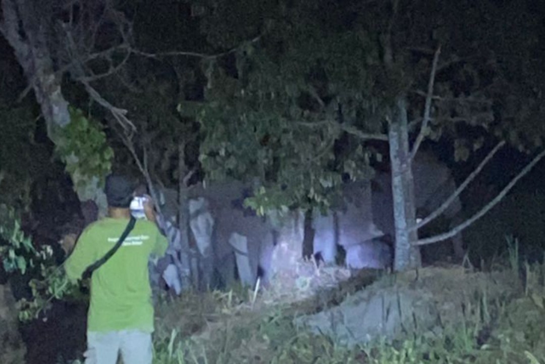 12 Gajah Liar Masuk Perkebunan Warga Pekanbaru, Damkar dan BKSDA Lakukan Penghalauan