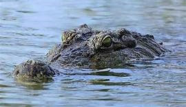 IRT di Siak Tewas Diserang Buaya Saat Mencuci di Tepi Sungai