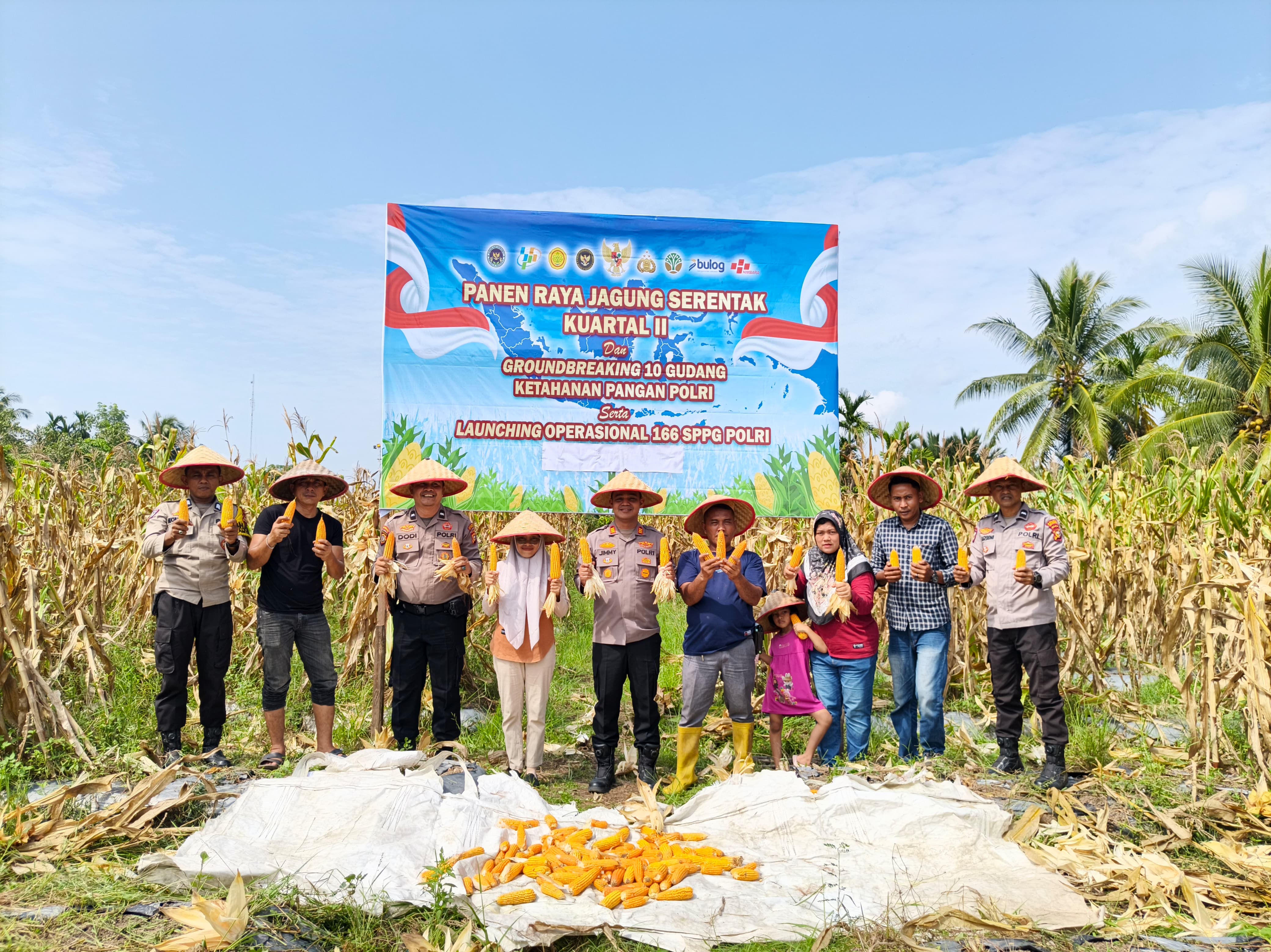 Dukung Program Ketahanan Pangan, Polsek Merbau Bersama Poktan Bagan Melibur Panen 0,6 Ton Jagung Pipil