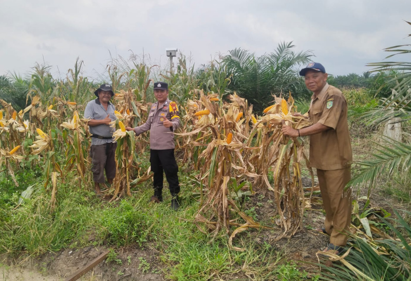 Dukung Ketahanan Pangan, Bhabinkamtibmas Polsek Kandis Tinjau Lahan Jagung Kelompok Tani Arihta Jaya