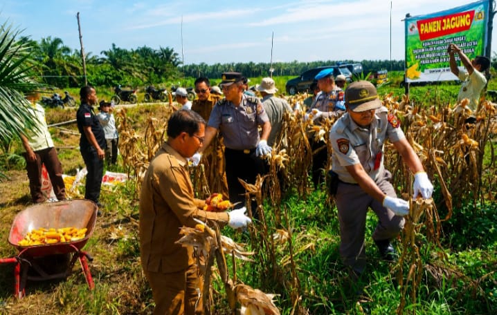 Hari Kedua Panen Jagung, Polsek Kandis Perkuat Dukungan Ketahanan Pangan di Kampung Sam-Sam