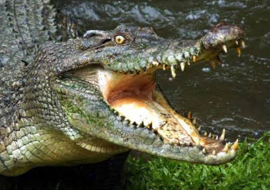 Buaya Terkam Nelayan di Bangko Pusako, Korban Alami Luka Gigitan di Punggung