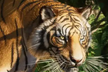 Disdik Inhil Berlakukan Belajar dari Rumah Usai Kemunculan Harimau Sumatera di Sungai Danai