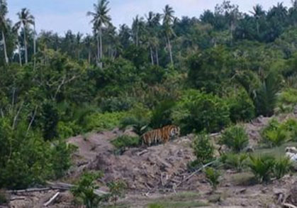 BBKSDA Riau Pantau Kemunculan Harimau di Desa Danai dengan Drone dan Kamera Trap