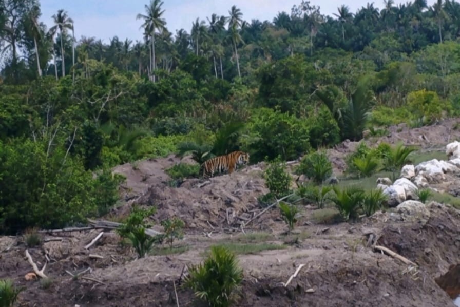 Drone dan Camera Trap Pantau Harimau Sumatera yang Dilaporkan Muncul di Pulau Burung