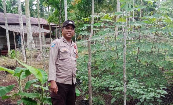 Polsek Merbau Sambangi Petani Umbi di Desa Mayang Sari, Dukung Swasembada Pangan