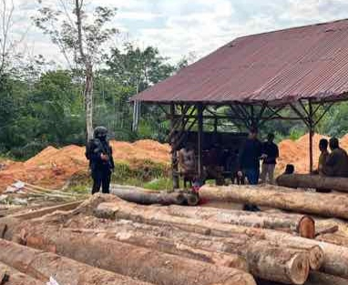Sempat DPO, Wanita Pemodal Sawmill Ilegal Ditangkap Ditreskrimsus Polda Riau