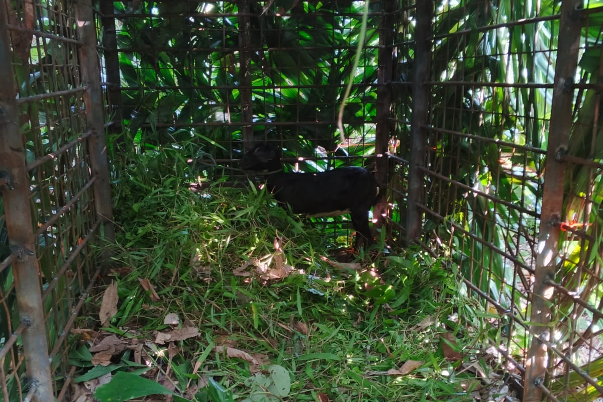 Umpan Kambing Tak Disentuh, Harimau Sumatera di Desa Danai Belum Masuk Perangkap
