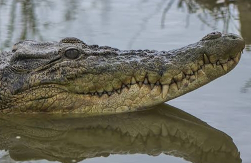 Buaya Muara Terkam Warga Renak Dungun di Sungai Sendewo Meranti