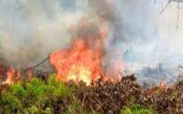 Polisi Tetapkan Tersangka Baru Kasus Karhutla dan Perambahan Hutan di Bengkalis