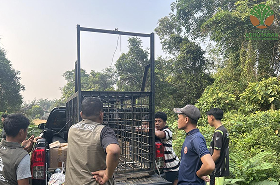 BBKSDA Riau Pasang Box Trap untuk Tangani Kemunculan Beruang di Kampar