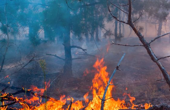 Pria Bakar Hutan di Rokan Hulu Ditetapkan Tersangka