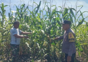 Menuju Panen Raya, Polsek Kandis Pantau Perkembangan Jagung Tumpang Sari di PT KPAK
