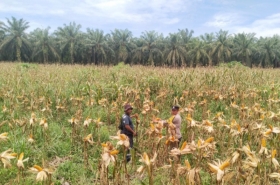 Ketahanan Pangan Polsek Kandis, Jagung Tumbuh Subur dan Berkembang Baik