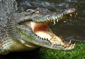 Buaya Terkam Nelayan di Bangko Pusako, Korban Alami Luka Gigitan di Punggung