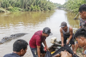 Nelayan Rohil Meninggal Dunia setelah Diserang Buaya di Sungai Manosib