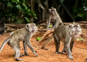 Korban Gigitan Monyet di Tembilahan Bertambah Jadi 15 Orang