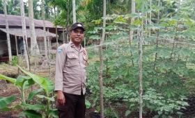 Polsek Merbau Sambangi Petani Umbi di Desa Mayang Sari, Dukung Swasembada Pangan