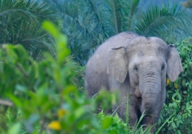 Konflik Satwa di Bengkalis: Remaja 18 Tahun Terluka Usai Terkena Tendangan Gajah Liar
