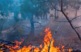 Pria Bakar Hutan di Rokan Hulu Ditetapkan Tersangka